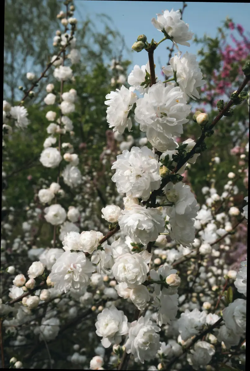 해결책 2: 목화꽃 키우기 성공 노하우