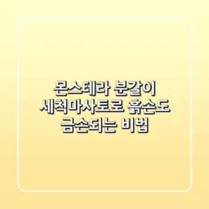 몬스테라 분갈이, 세척마사토로 흙손도 금손되는 비법!