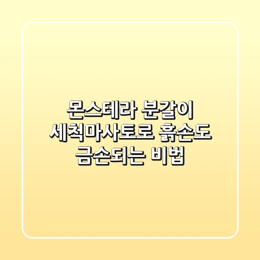 몬스테라 분갈이, 세척마사토로 흙손도 금손되는 비법!