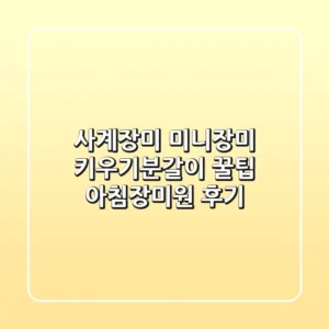 사계장미🌹: 미니장미 키우기&분갈이 꿀팁, 아침장미원 후기!