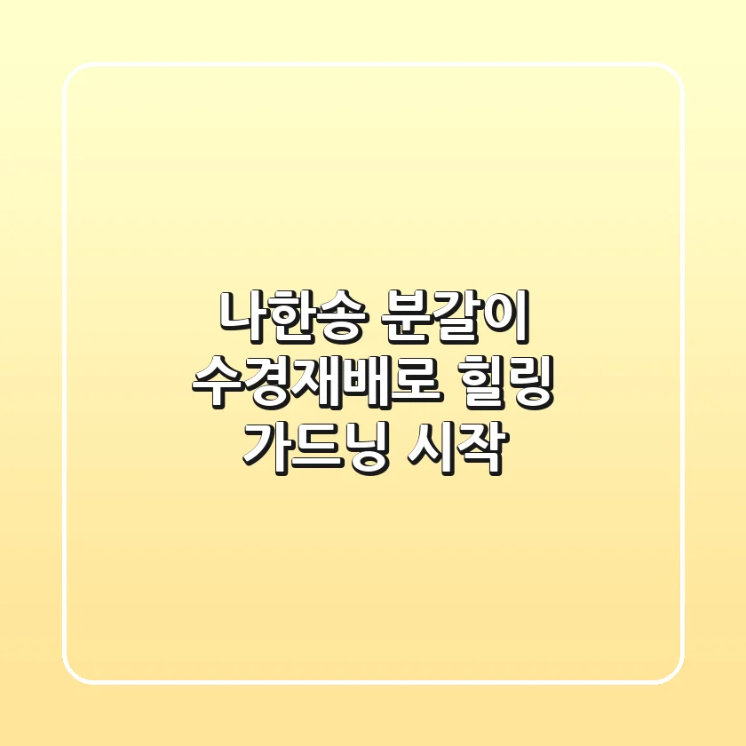나한송 분갈이 & 수경재배로 힐링 가드닝 시작!