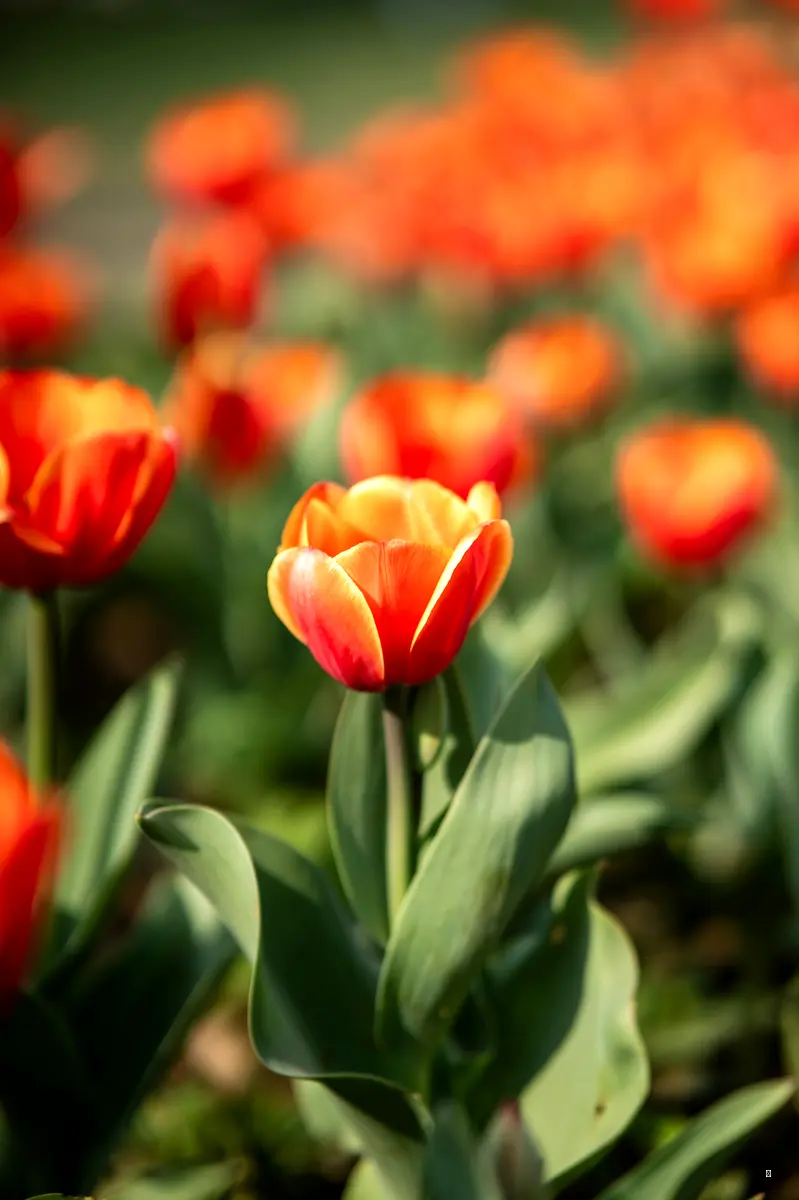 🌷 초보도 쉽게 따라하는 튤립 심기 & 관리법! 🌱