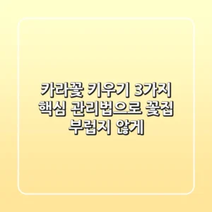 카라꽃 키우기, 3가지 핵심 관리법으로 꽃집 부럽지 않게!