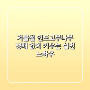 겨울철 인도고무나무, 냉해 없이 키우는 실전 노하우