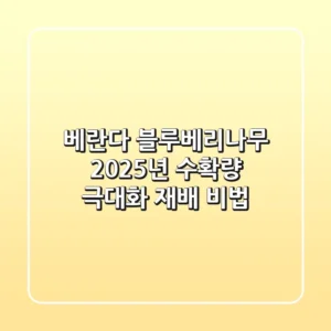 베란다 블루베리나무, 2025년 수확량 극대화 재배 비법