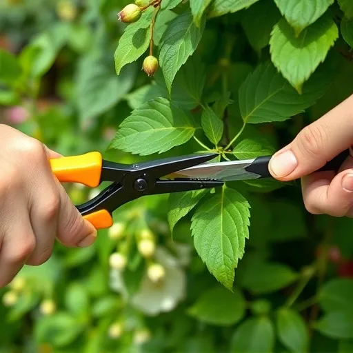 더 풍성한 꽃을 위한 큰꽃으아리 고급 재배 전략 및 전문가 조언