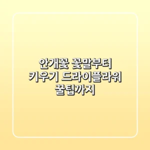 안개꽃, 꽃말부터 키우기, 드라이플라워 꿀팁까지